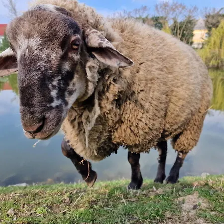 Intertranscoop House Lejlighed